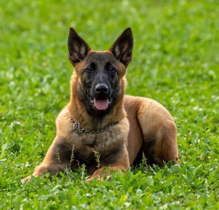 Belgian Malinois